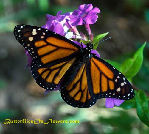 picture of Male Monarch Butterfly with Wings Spread on Garden Phlox