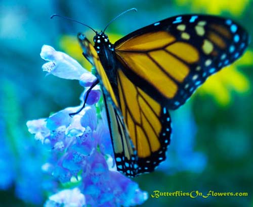 photo of Monarch Butterfly on liatris