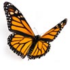 Monarch Butterfly